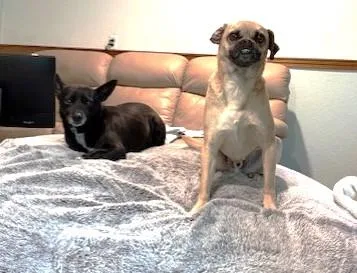 Dennis And Wilson thumbnail 2