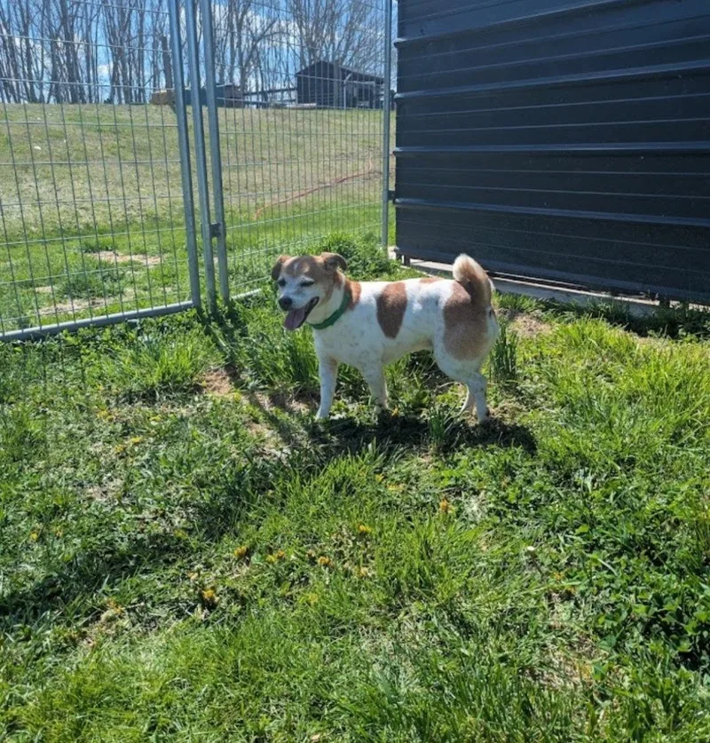 A young medium-sized male Jack Russell Terrier dog named Radar for adoption in Westminster, MD