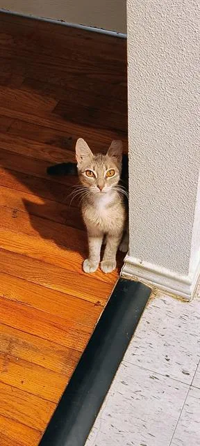 A young small-sized female Domestic Short Hair cat named Gigi for adoption in San Antonio, TX