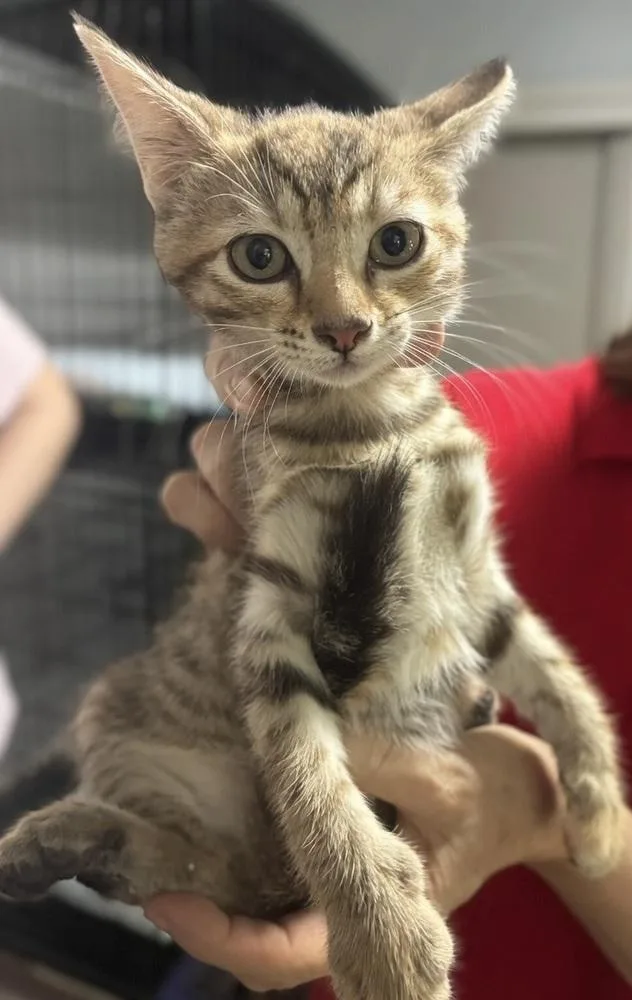 A baby small-sized female Gray & White Domestic Short Hair cat named Gucci for adoption in Colorado Springs, CO