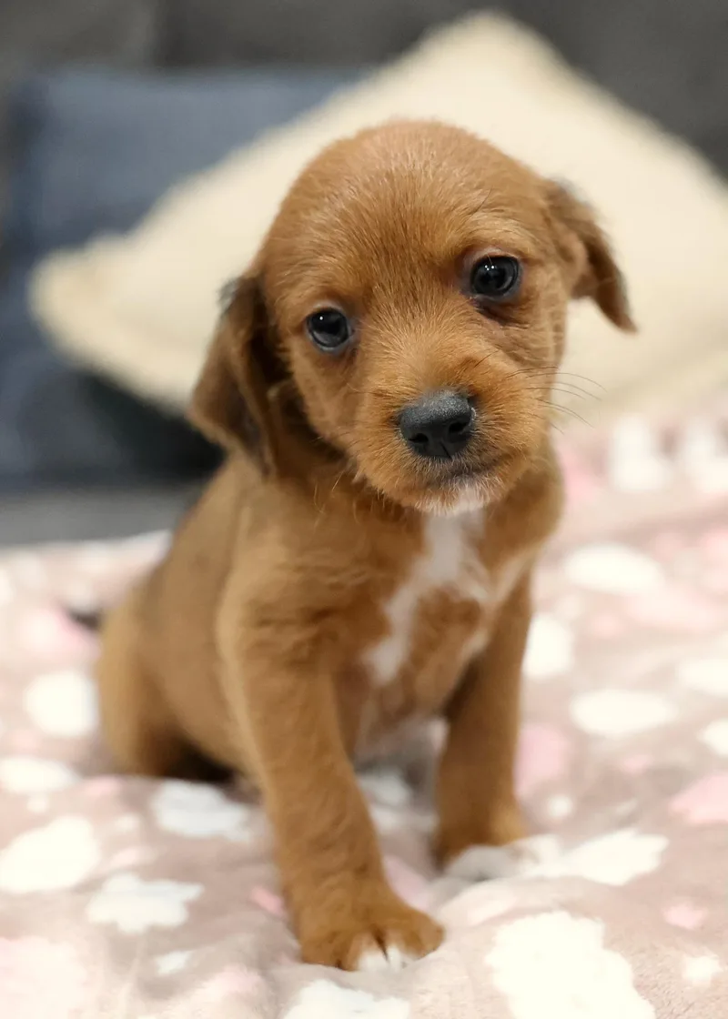 A baby small-sized male Chihuahua dog named Brio for adoption in Palatine, IL