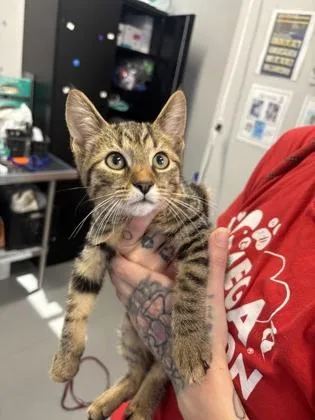 A baby small-sized male Domestic Short Hair cat named Olsen for adoption in West Chester, PA