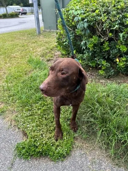 An adult large-sized male Labrador Retriever dog named Rex for adoption in Savannah, GA