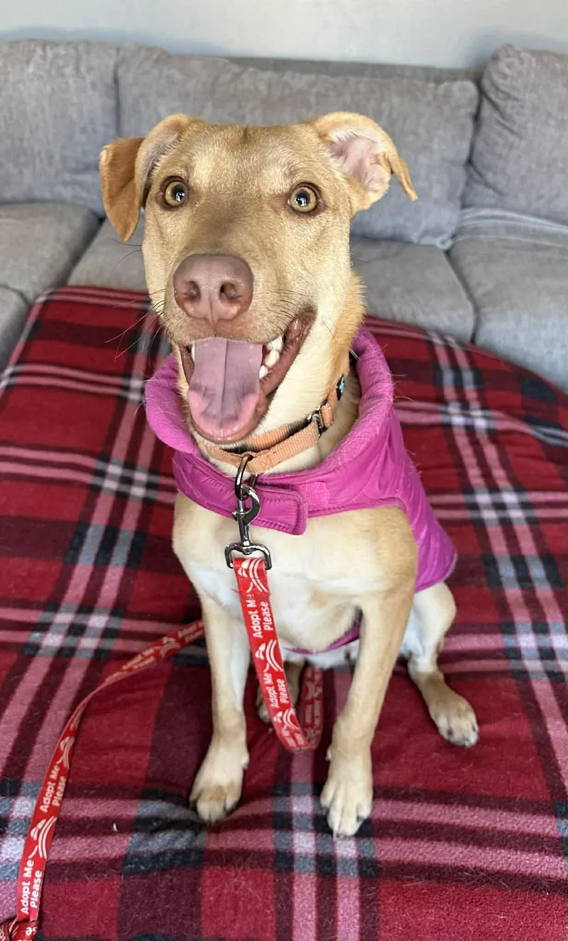 Bubble Gum thumbnail 2