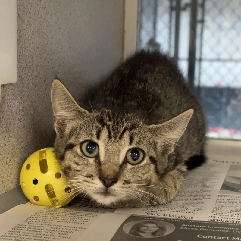 A baby small-sized female Brown / Chocolate Domestic Short Hair cat named Kumquat for adoption in San Antonio, TX
