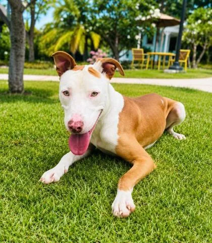 An adult small-sized male Hound dog named Elvis for adoption in Honolulu, HI