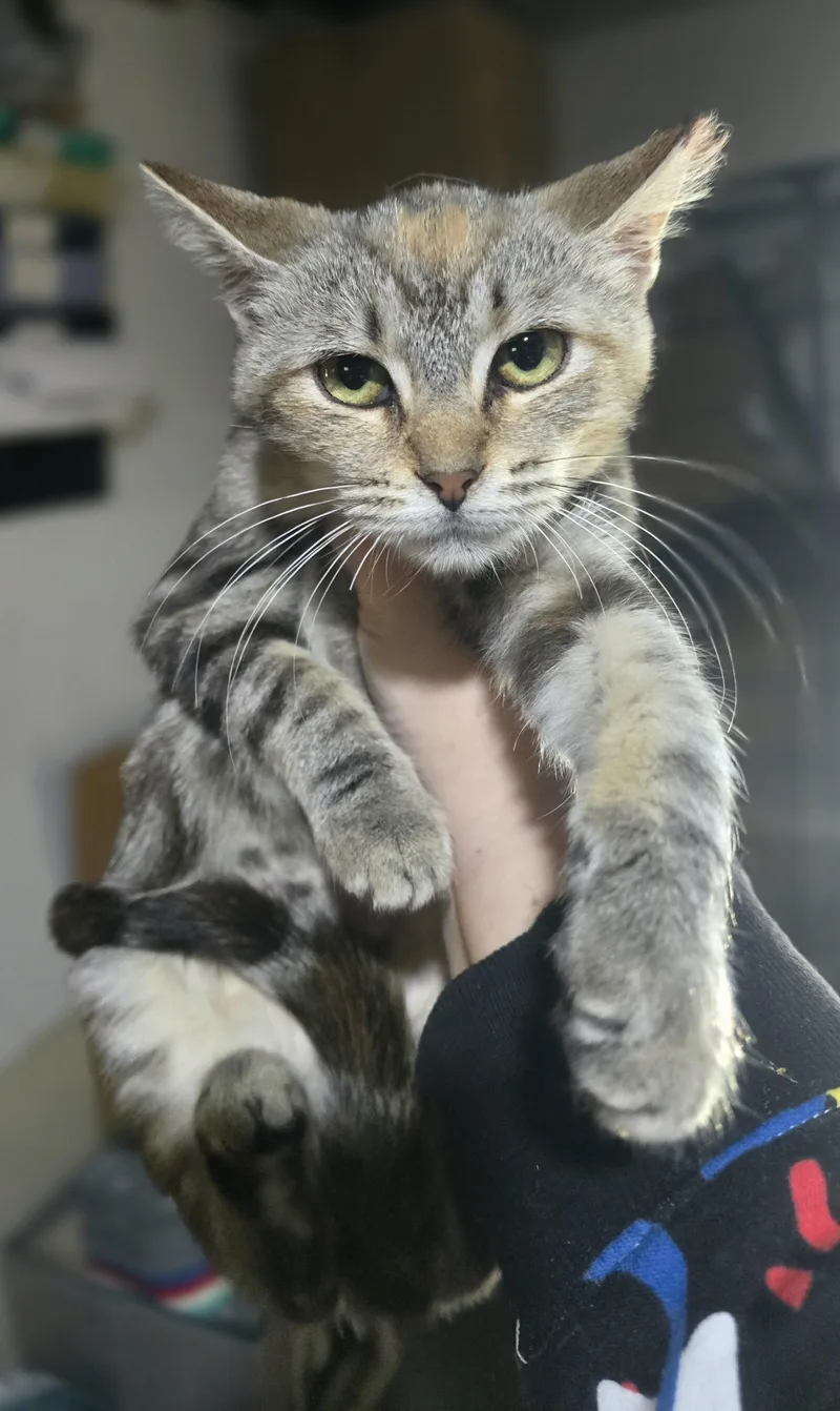 A baby medium-sized female Torbie Domestic Short Hair cat named Do you wanna build for adoption in Elizabeth, PA