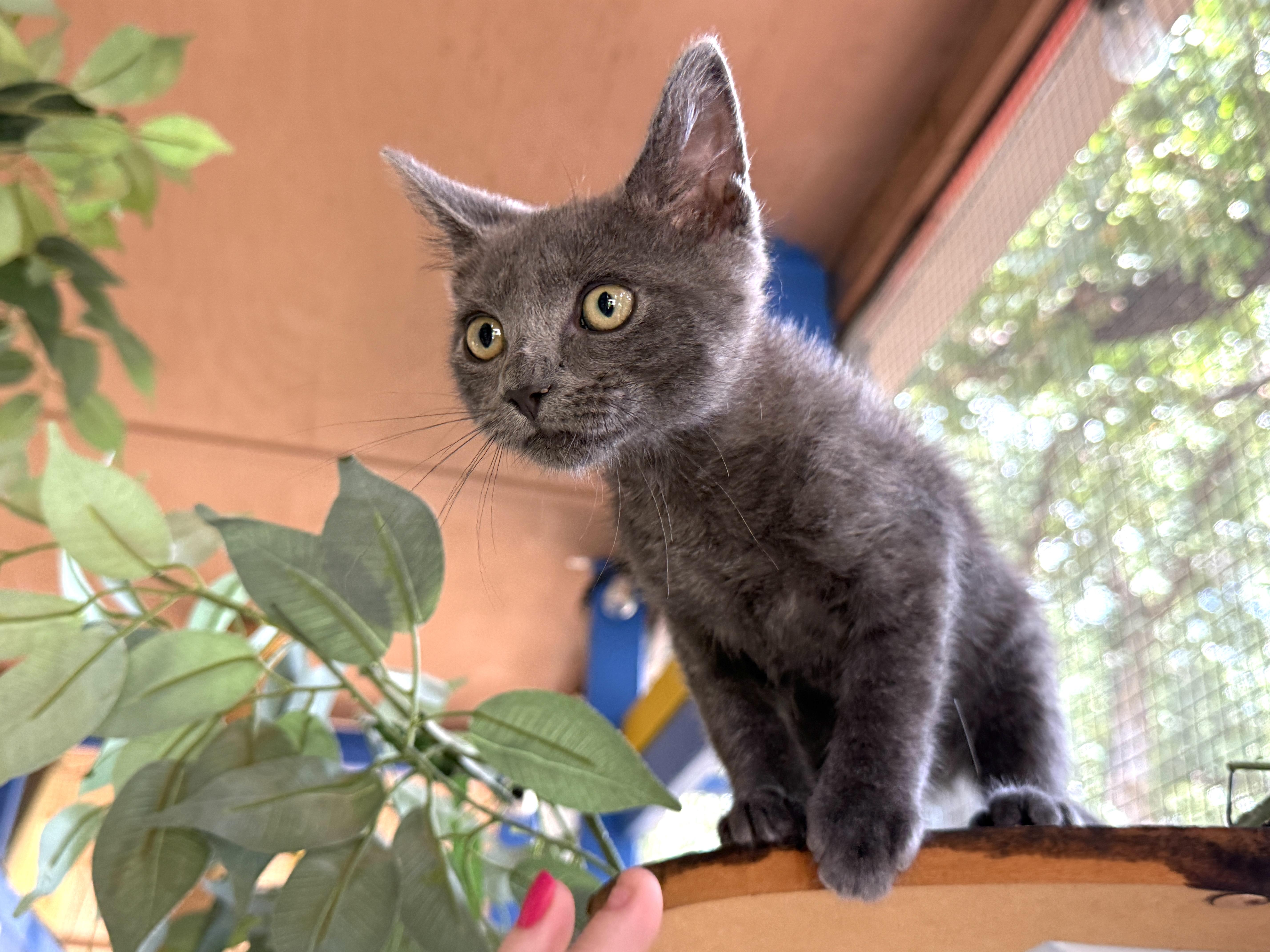 A baby medium-sized female Gray / Blue / Silver Domestic Short Hair cat named Esmeralda for adoption in Keller, TX