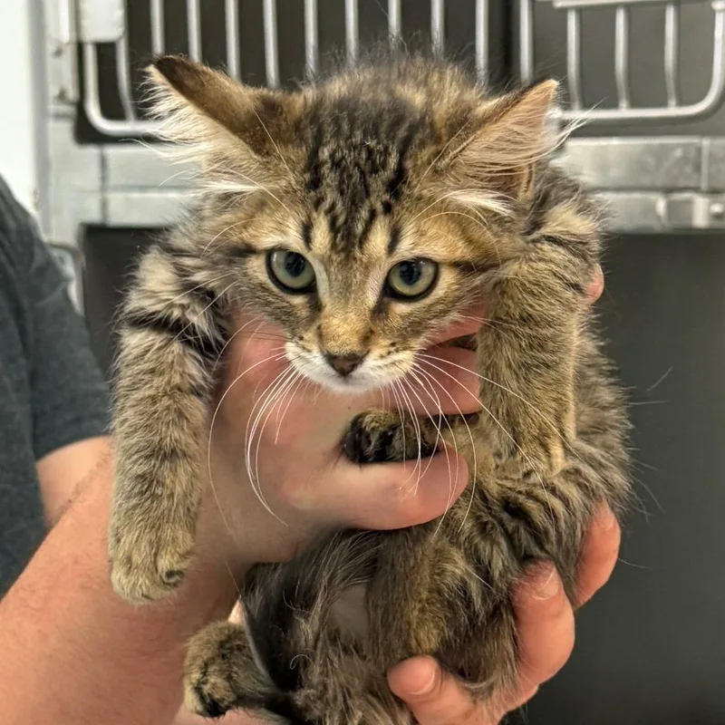 A baby small-sized male Brown / Chocolate Domestic Short Hair cat named Inspiration Board for adoption in Austin, TX