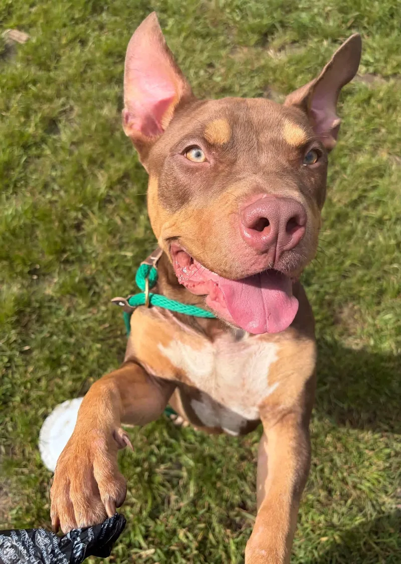 An adult medium-sized female Brown / Chocolate Pit Bull Terrier dog named Fuji for adoption in Chicago, IL