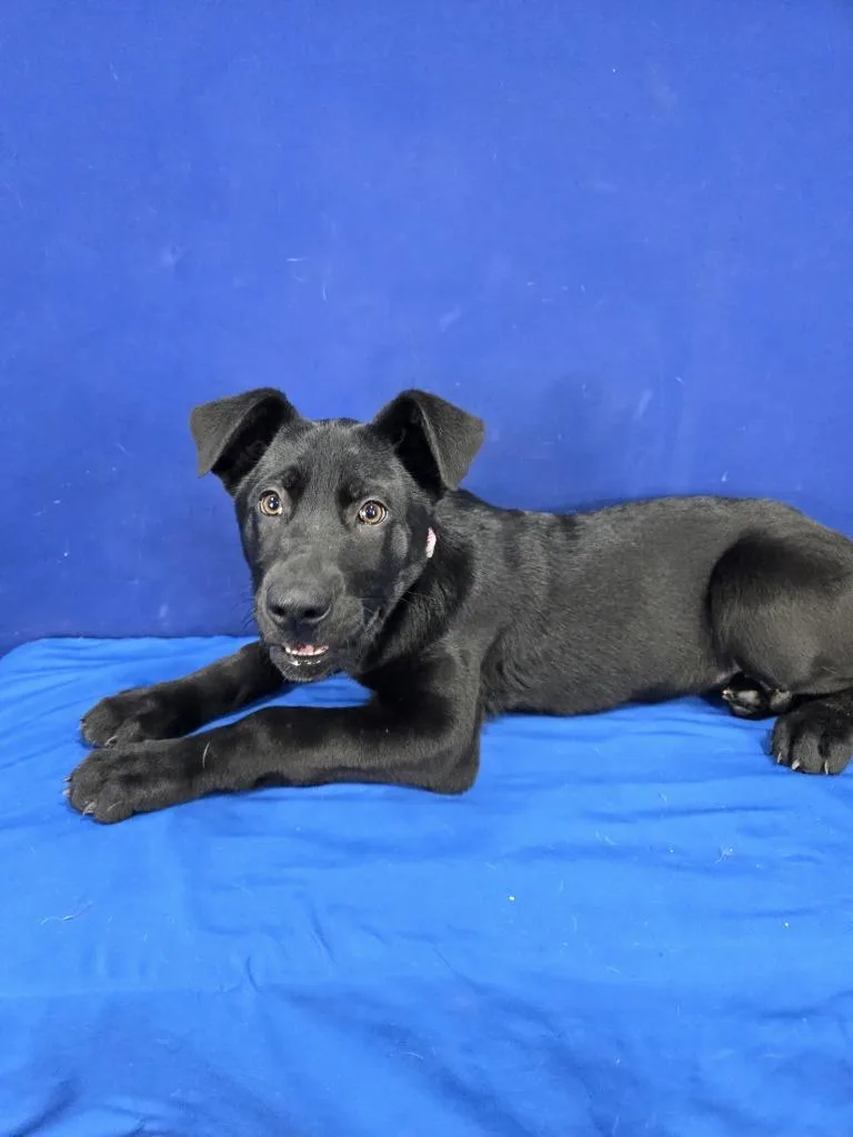 A baby large-sized female Mixed Breed dog named Amelia Earhart for adoption in Ruston, LA