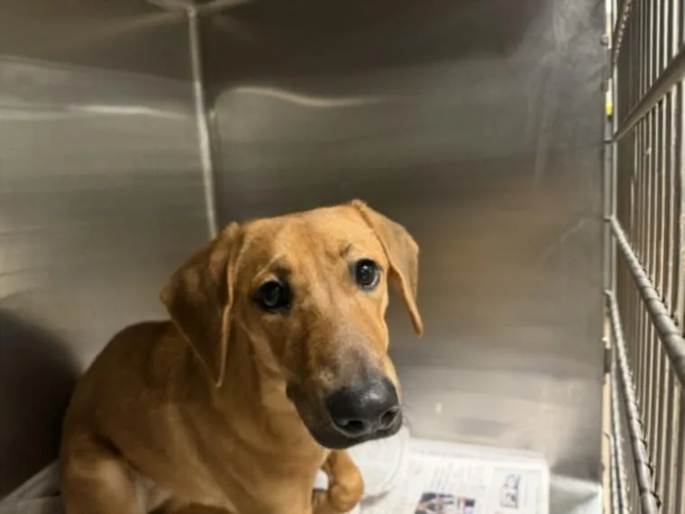 A young small-sized female Chihuahua dog named Zaida for adoption in Van Nuys, CA