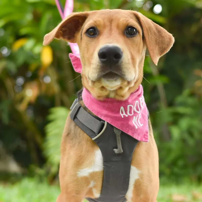 A baby medium-sized female Brown / Chocolate Mixed Breed dog named Maple for adoption in Kailua Kona, HI