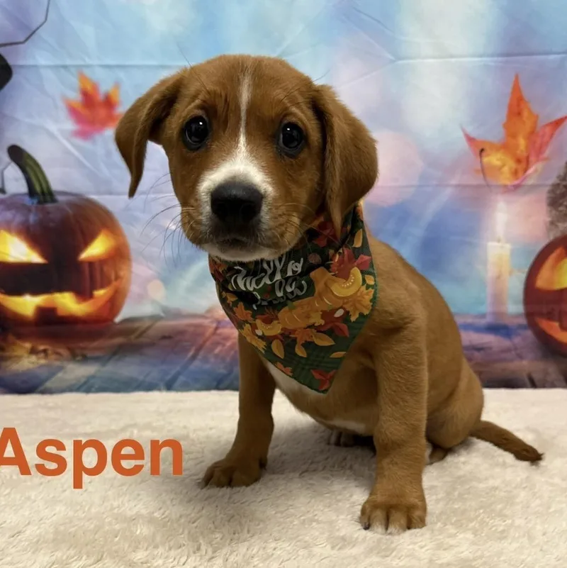 A baby medium-sized male Beagle dog named Aspen CS for adoption in Columbia, MD