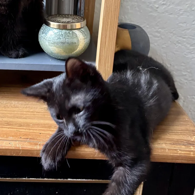A baby small-sized male Black Domestic Short Hair cat named The Maine for adoption in Richmond, VA