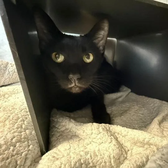 A senior medium-sized female Domestic Short Hair cat named Basil for adoption in Chicago, IL