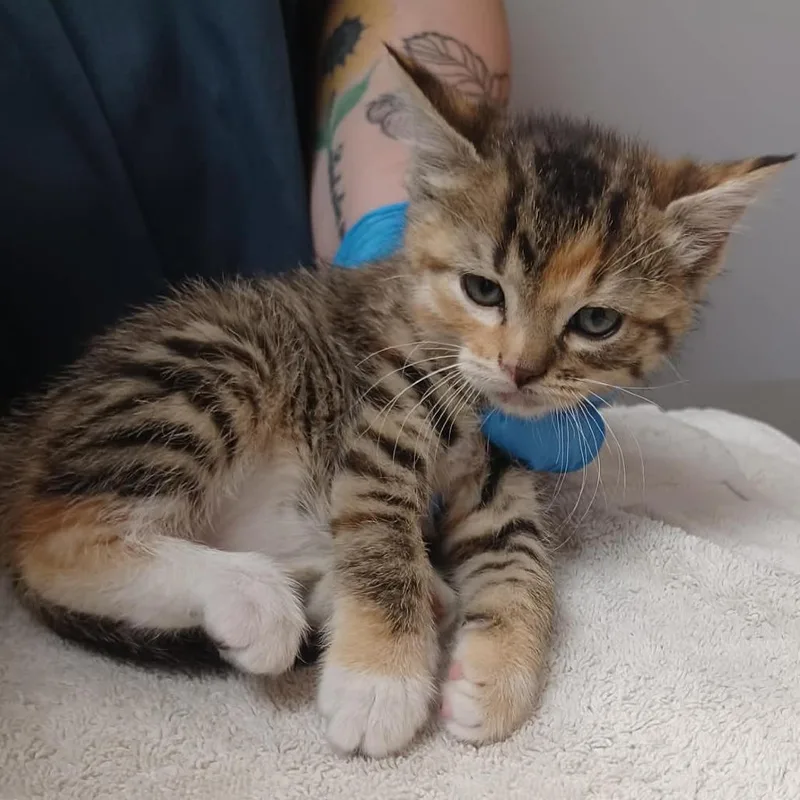 A baby small-sized female Torbie Domestic Short Hair cat named Apple for adoption in Milan, IL
