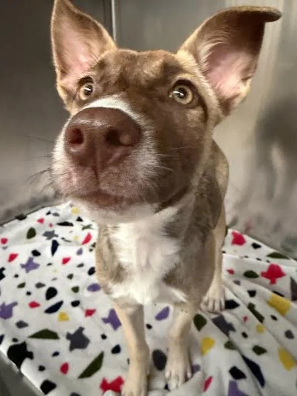 A baby small-sized female Siberian Husky dog named Lana for adoption in Austin, TX