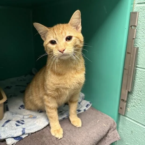 A young small-sized male Domestic Short Hair cat named Waffle Cone for adoption in Oak Ridge, TN