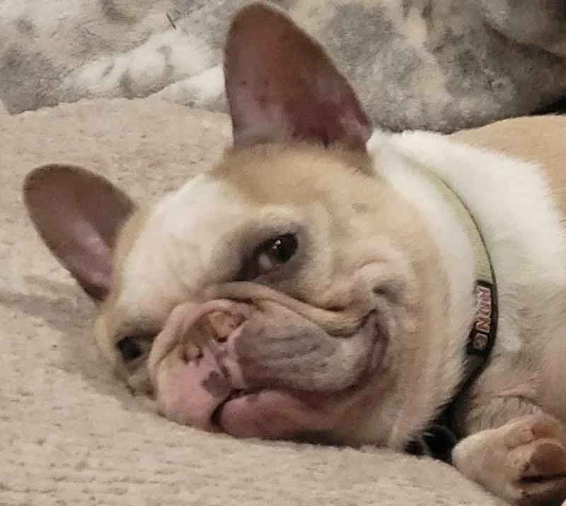 Mardi Gras thumbnail 2