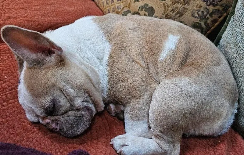 Mardi Gras thumbnail 3