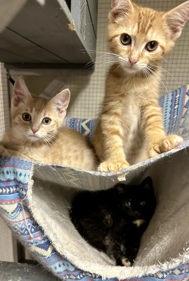 A baby medium-sized male Domestic Short Hair cat named Huggy Snuggle for adoption in Warwick, RI