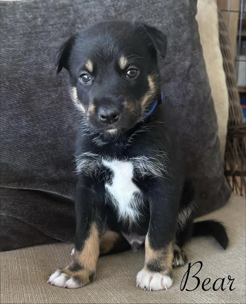 A baby large-sized male Tricolor (Brown, Black, & White) German Shepherd Dog dog named Bear for adoption in Pleasant Hill, CA