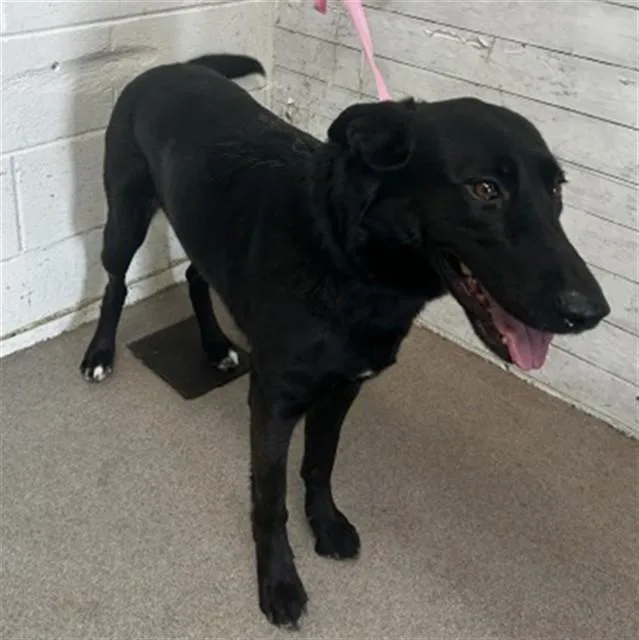 A young large-sized female Labrador Retriever dog named Allie for adoption in San Bernardino, CA