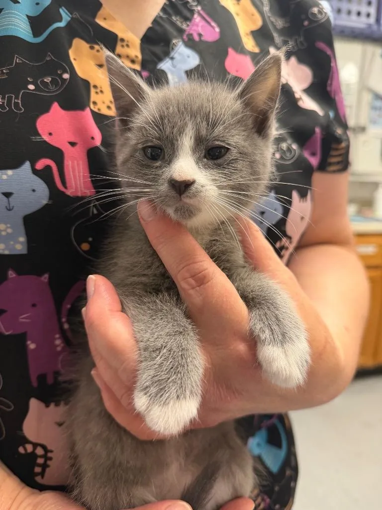 A baby small-sized male Domestic Short Hair cat named Phil for adoption in Ewing, NJ