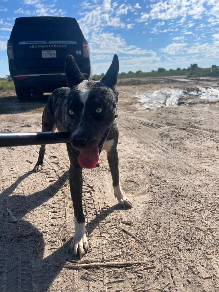 An adult medium-sized male Australian Cattle Dog / Blue Heeler dog named Mufasa for adoption in Rockport, TX