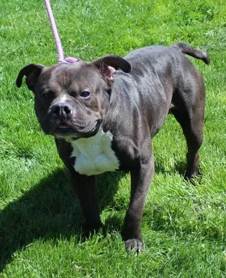 An adult large-sized male Black English Bulldog dog named Owen for adoption in Heath, OH