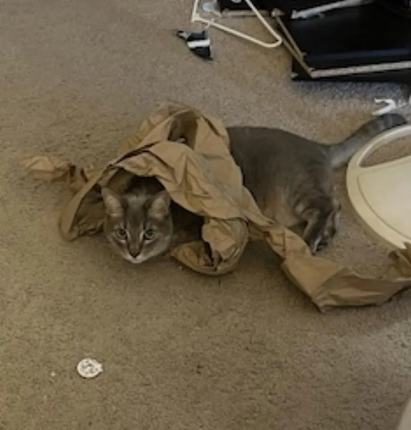 A senior medium-sized female Tabby (Gray / Blue / Silver) Domestic Short Hair cat named Violet for adoption in Amherst, MA