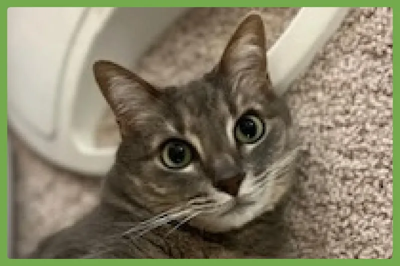 Violet thumbnail 2