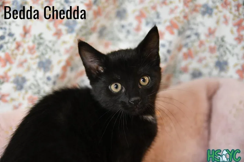 Bedda Chedda