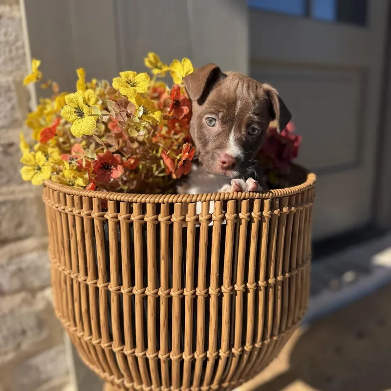 A baby medium-sized male Vizsla dog named Binx for adoption in Baton Rouge, LA
