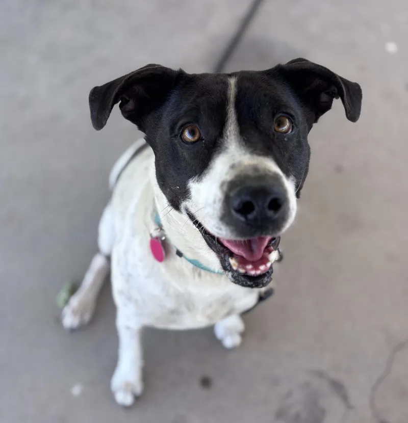 An adult medium-sized female English Pointer dog named Lilo for adoption in Stagecoach, NV