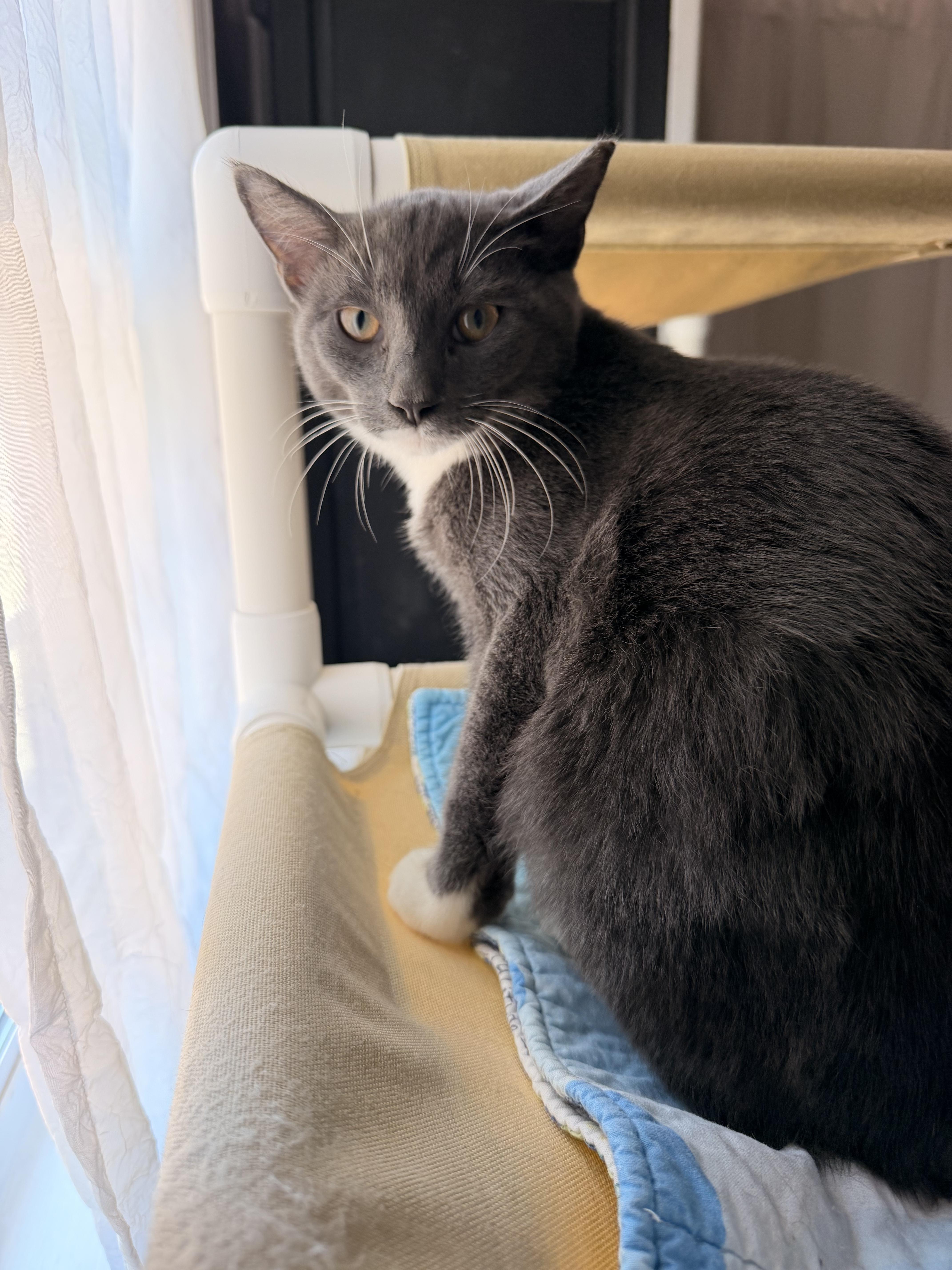 A baby medium-sized male Domestic Short Hair cat named Darby for adoption in Suffolk, VA