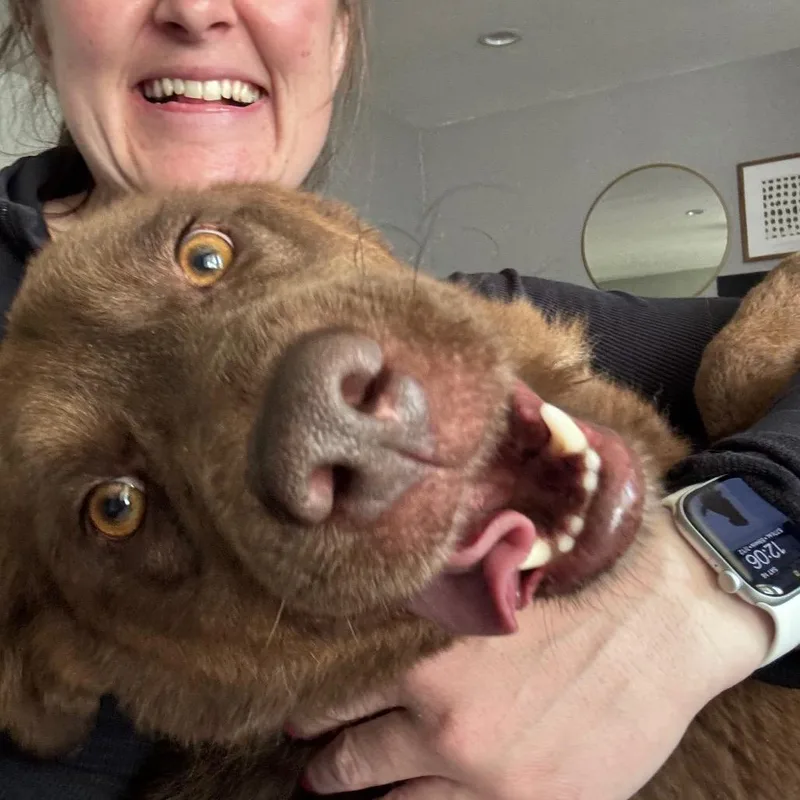 A young medium-sized male Brown / Chocolate Labrador Retriever dog named Dorian for adoption in St. Charles, IL