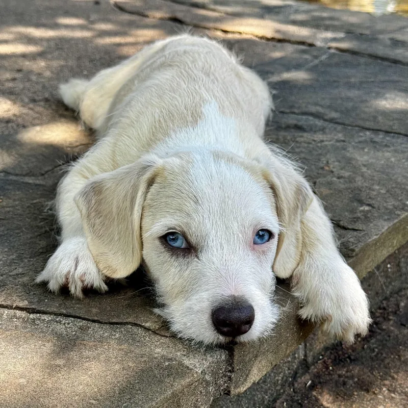A baby small-sized male Yellow / Tan / Blond / Fawn Wirehaired Dachshund dog named George for adoption in Longview, TX
