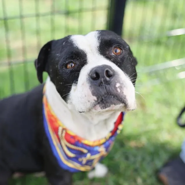 An adult large-sized male American Staffordshire Terrier dog named Bear for adoption in San Antonio, TX