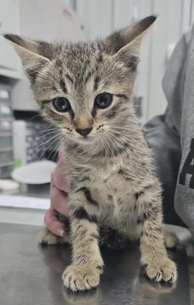 A baby small-sized male Domestic Short Hair cat named Jax for adoption in Hillsdale, IN
