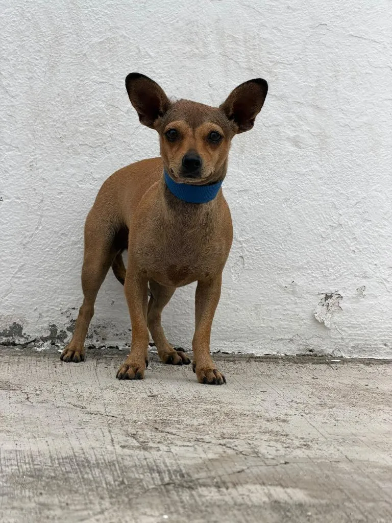 A young small-sized female Chihuahua dog named Mia for adoption in San Diego, CA