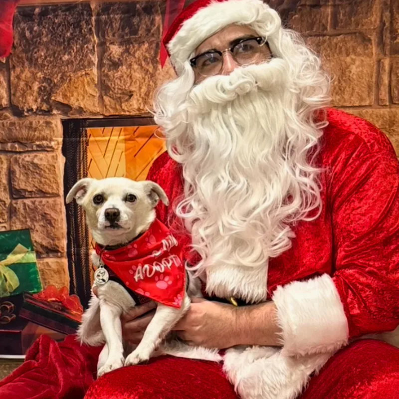 A young small-sized male White / Cream Chihuahua dog named Kane for adoption in Glendora, CA