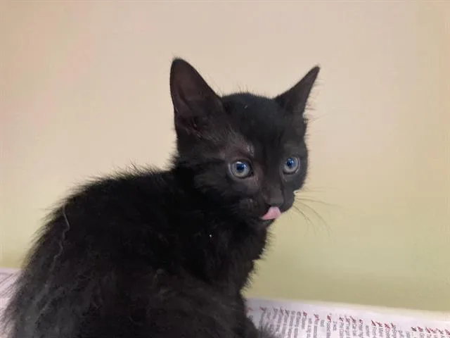 A baby small-sized female Domestic Short Hair cat named Dill for adoption in Tustin, CA