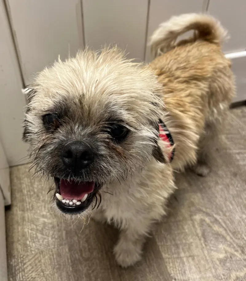 A young small-sized female Terrier dog named June for adoption in Lake Forest, CA