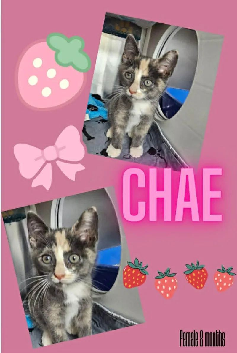 A baby small-sized female Domestic Short Hair cat named Chae for adoption in Knoxville, TN