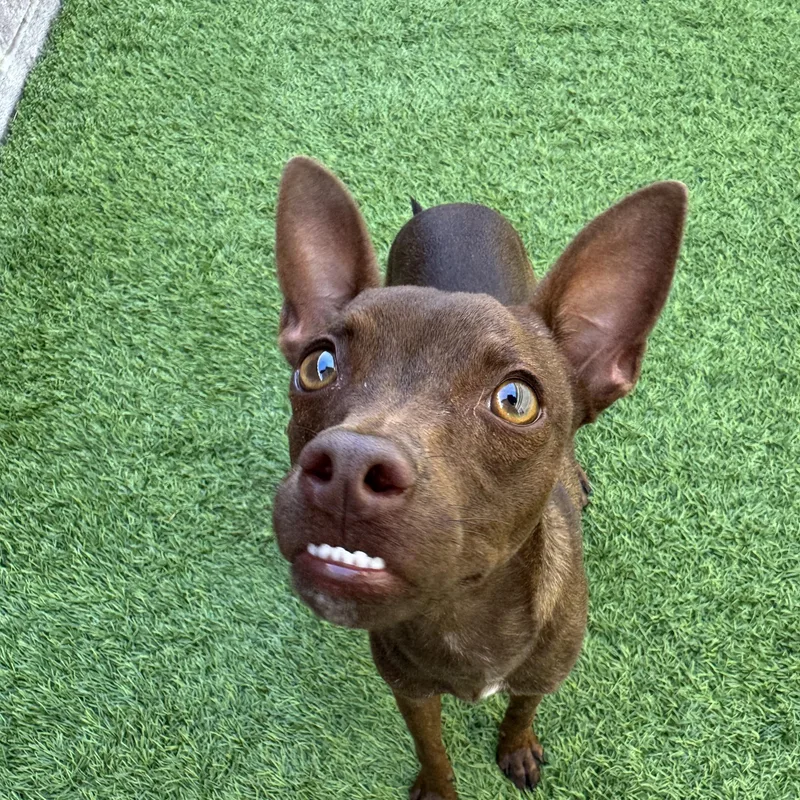 A young small-sized female Chihuahua dog named Cafecita for adoption in Henderson, NV
