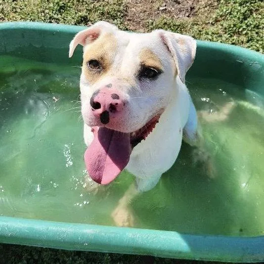 An adult large-sized male Pit Bull Terrier dog named Amarillo GCH for adoption in Rockaway, NJ