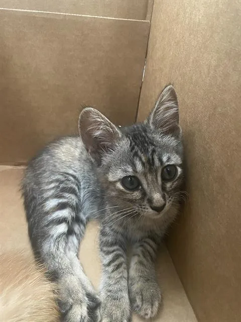 A baby medium-sized female Domestic Short Hair cat named Luna for adoption in Dallas, TX