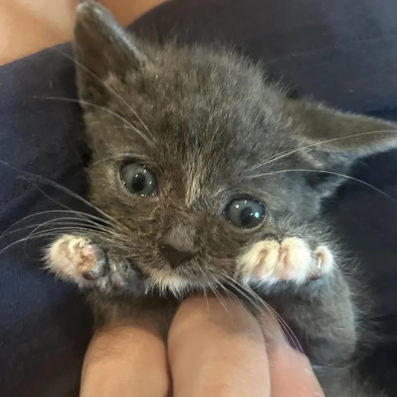 A young large-sized male Gray / Blue / Silver Domestic Short Hair cat named Derpy for adoption in Franklin, TN